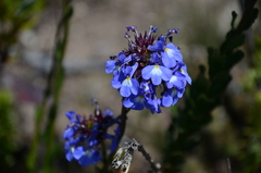Lobelia valida