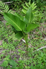 Dieffenbachia seguine