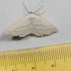 Scopula junctaria
