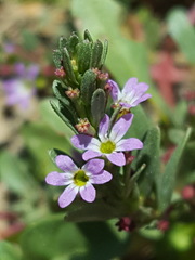 Lythrum tribracteatum