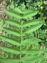 Sorbaria