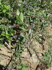 Lythrum tribracteatum