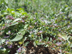 Lythrum tribracteatum