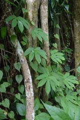 Passiflora serratodigitata