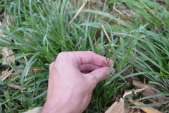 Rhynchospora radicans microcephala