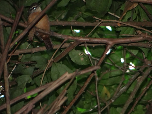 Buff-breasted Wren (Cantorchilus leucotis), photo 8