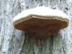 Fomes fomentarius