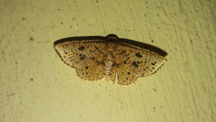 Striglina duplicifimbria