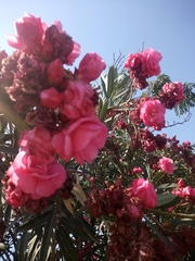 Nerium oleander