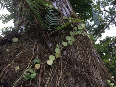 Peperomia serpens