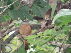 Cantorchilus guarayanus