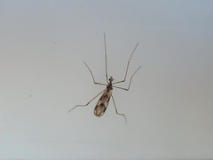 Erioptera peringueyi