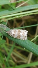 Syricoris
