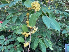 Toxocarpus wightianus