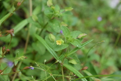 Mecardonia procumbens
