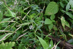 Sauvagesia erecta