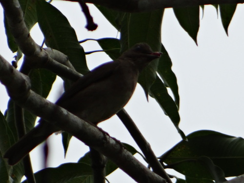 Turdus hauxwelli