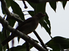Turdus hauxwelli