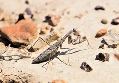 Bolivaria brachyptera
