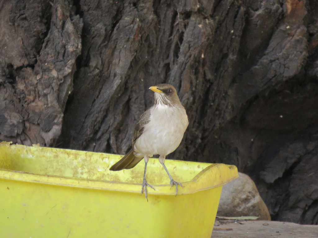 Creamy-bellied Thrush