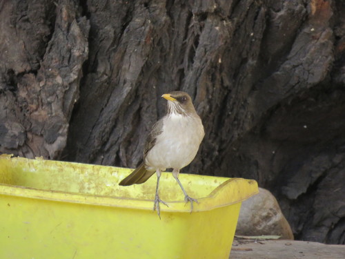 Creamy-bellied Thrush