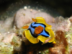 Chromodoris elisabethina