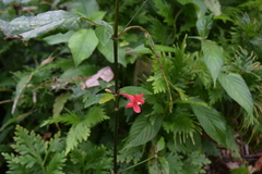 Ruellia coccinea