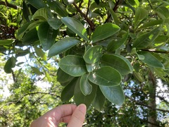 Garcinia oblongifolia