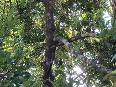 Garcinia oblongifolia