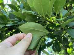 Garcinia oblongifolia