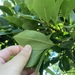 Garcinia oblongifolia - Photo (c) Yu Ching Tam, μερικά δικαιώματα διατηρούνται (CC BY-NC-ND), uploaded by Yu Ching Tam