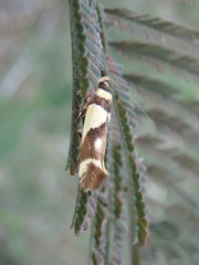 Macrobathra chrysotoxa
