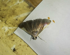 Peribona venosa