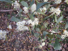 Hakea undulata