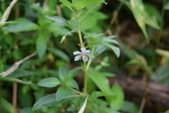 Sauvagesia erecta