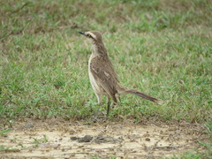 Mimus saturninus