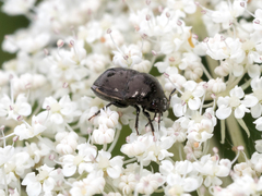 Corimelaena lateralis