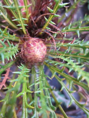 Banksia arctotidis