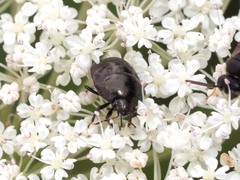 Corimelaena lateralis