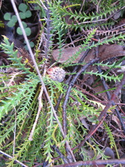 Banksia arctotidis