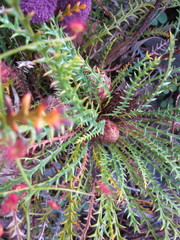 Banksia arctotidis