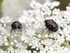 Corimelaena lateralis