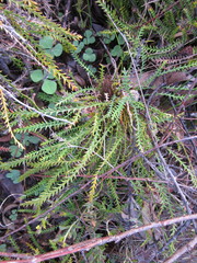 Banksia arctotidis