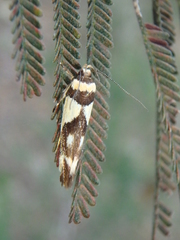 Macrobathra chrysotoxa