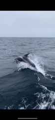 Lagenorhynchus albirostris