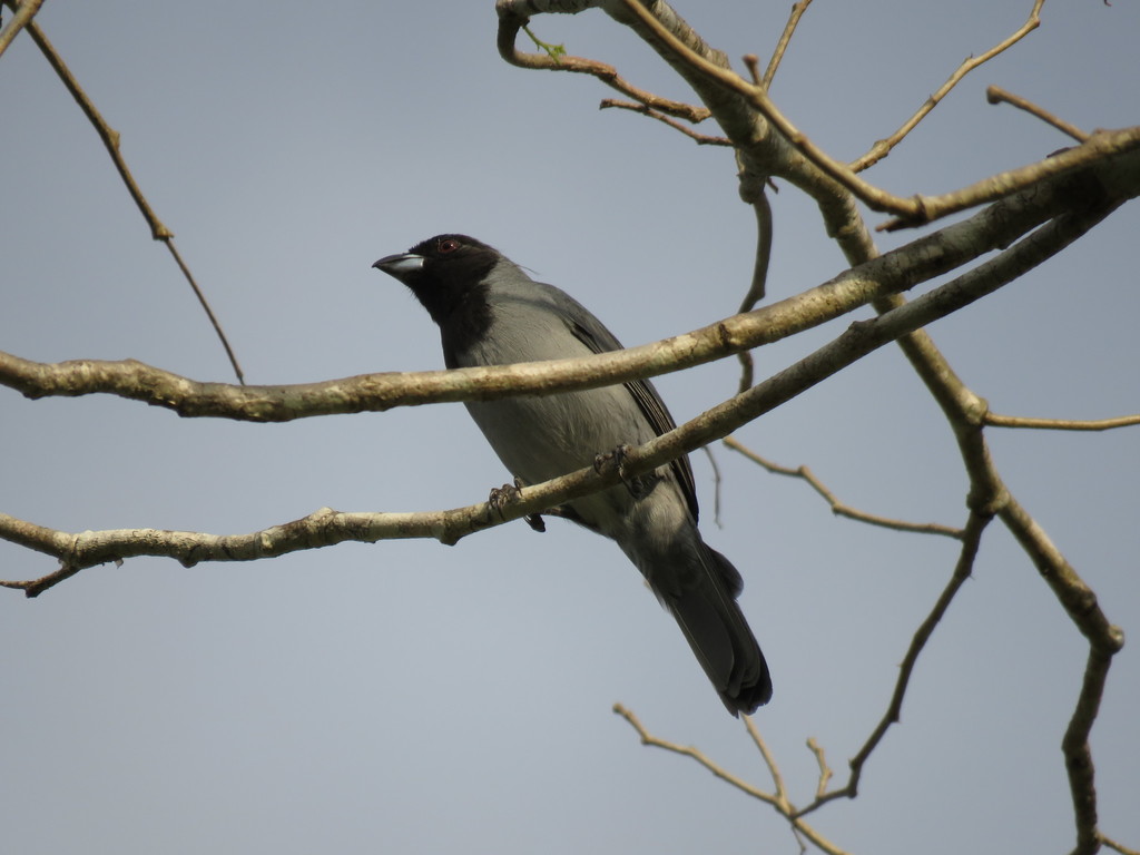 Black-faced Tanager
