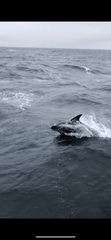 Lagenorhynchus albirostris