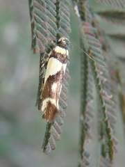 Macrobathra chrysotoxa
