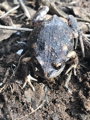 Uperoleia laevigata