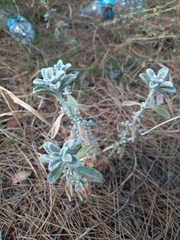 Teucrium polium